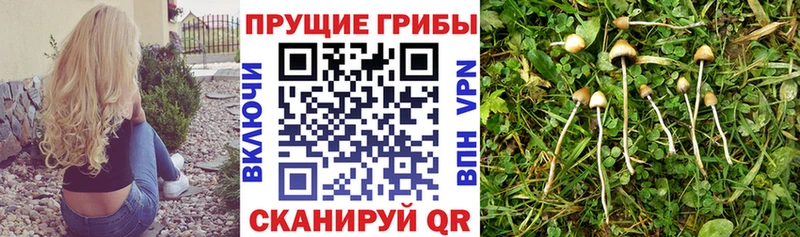 Псилоцибиновые грибы MAGIC MUSHROOMS  Сольцы 